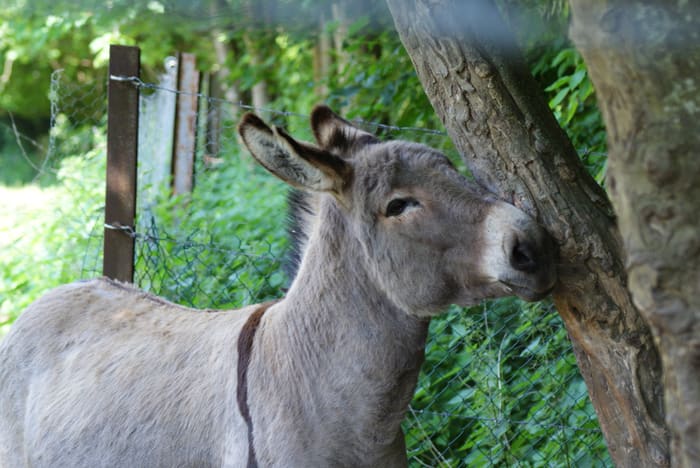 Ânes du domaine, en pleine nature du Vexin