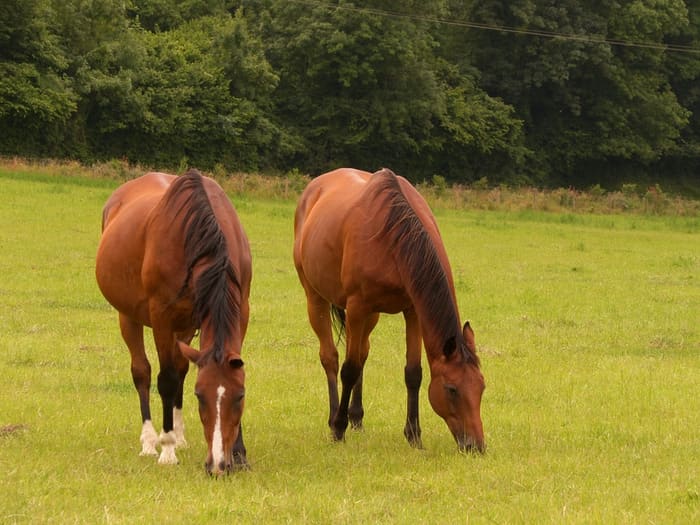 Chevaux du parc animalier du Clos des Vignes