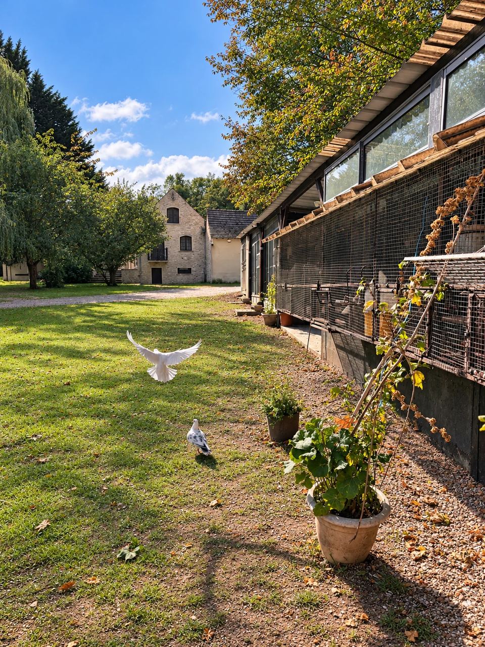Des pigeons devant les volières et les bâtiments du Clos des Vignes.