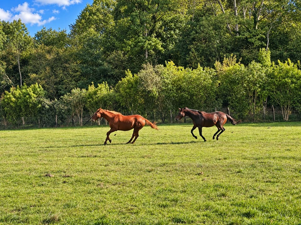 Deux chevaux au galop dans la prairie du Clos des Vignes, dans l’Oise.