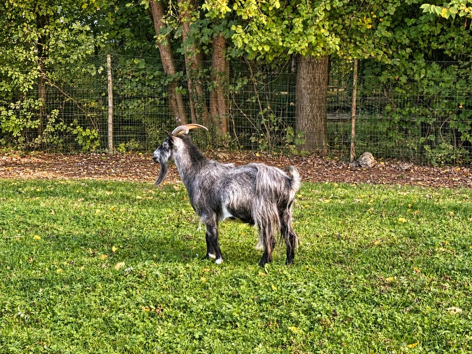 Une chèvre grise à longs poils dans la prairie du parc animalier du Clos des Vignes.