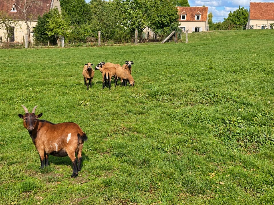 Une chèvre au premier plan et un groupe de moutons devant les bâtiments du Clos des Vignes.