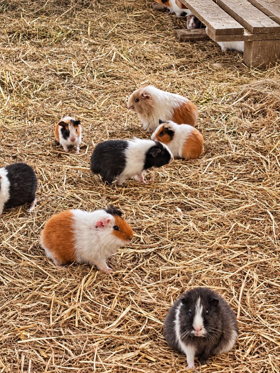 Des cochons d’Inde aux pelages variés sur la paille au Clos des Vignes.
