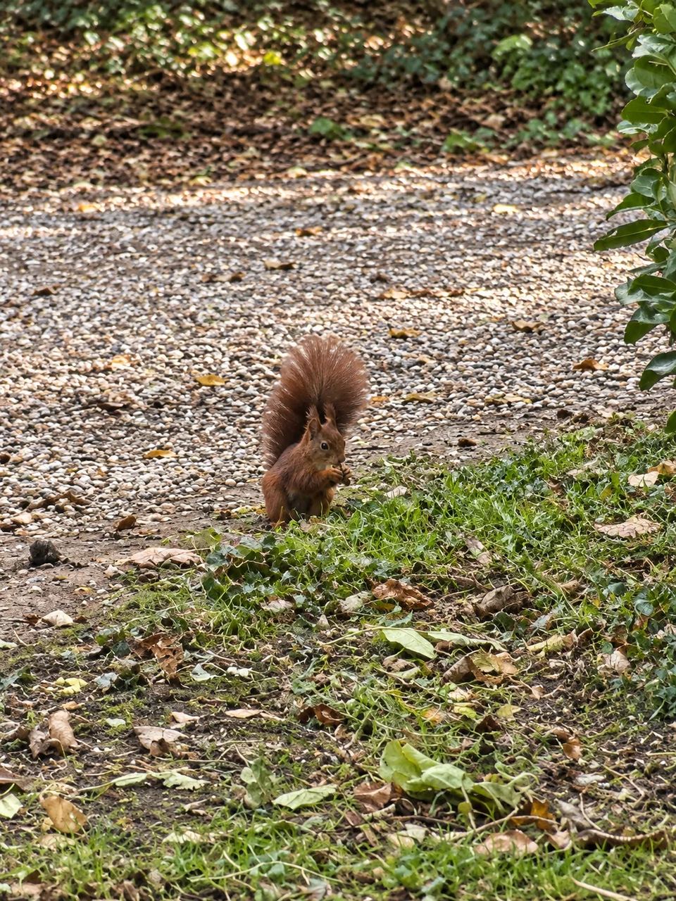 Un écureuil roux au bord d’une allée du parc du Clos des Vignes.