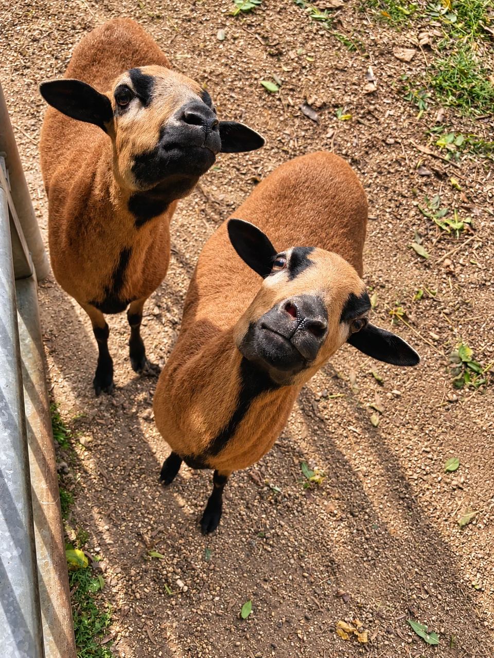 Deux moutons bruns dans leur enclos au Clos des Vignes, dans l’Oise.