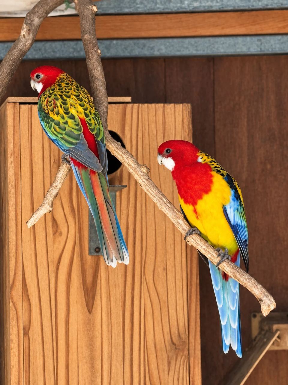 Deux perruches colorées perchées dans la volière du parc animalier du Clos des Vignes, dans l’Oise.