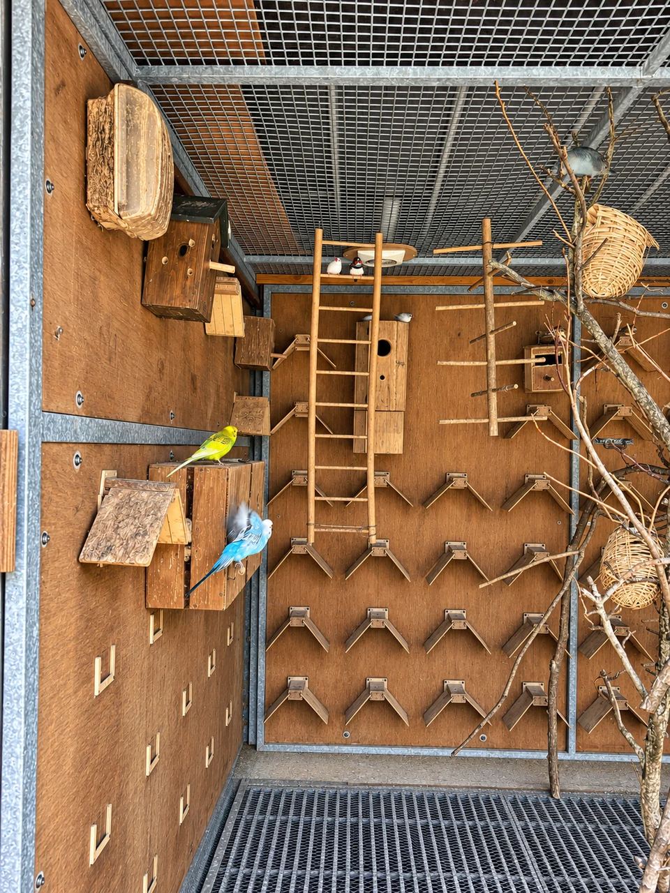 Des perruches et de petits oiseaux parmi les perchoirs et les nichoirs du Clos des Vignes.