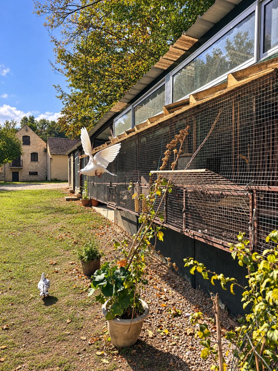 Un pigeon blanc en vol devant les volières du Clos des Vignes.